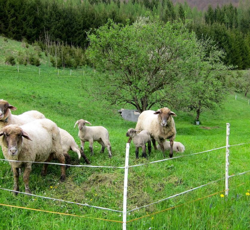 Romantische Ferienhuette Nationalpark Kalkalpen, Sonnig, 2 Schlafzimmer, Wlan Kleinreifling Exteriör bild